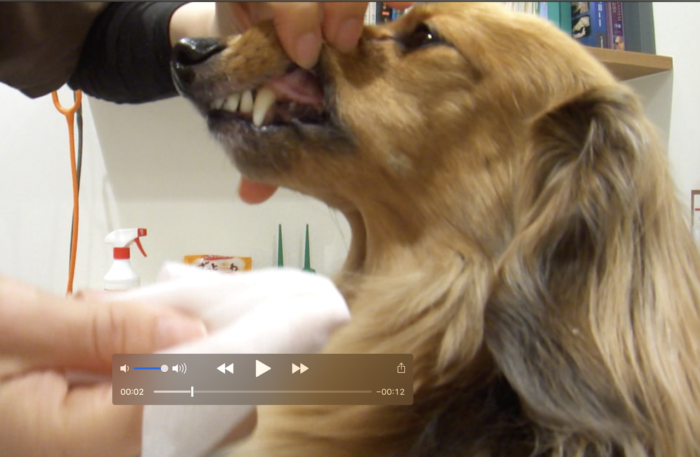 犬　歯磨き教室　動物病院