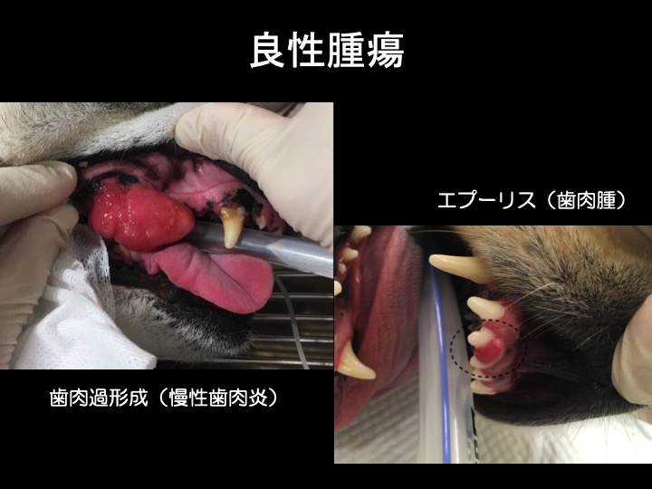 犬　歯科　腫瘍