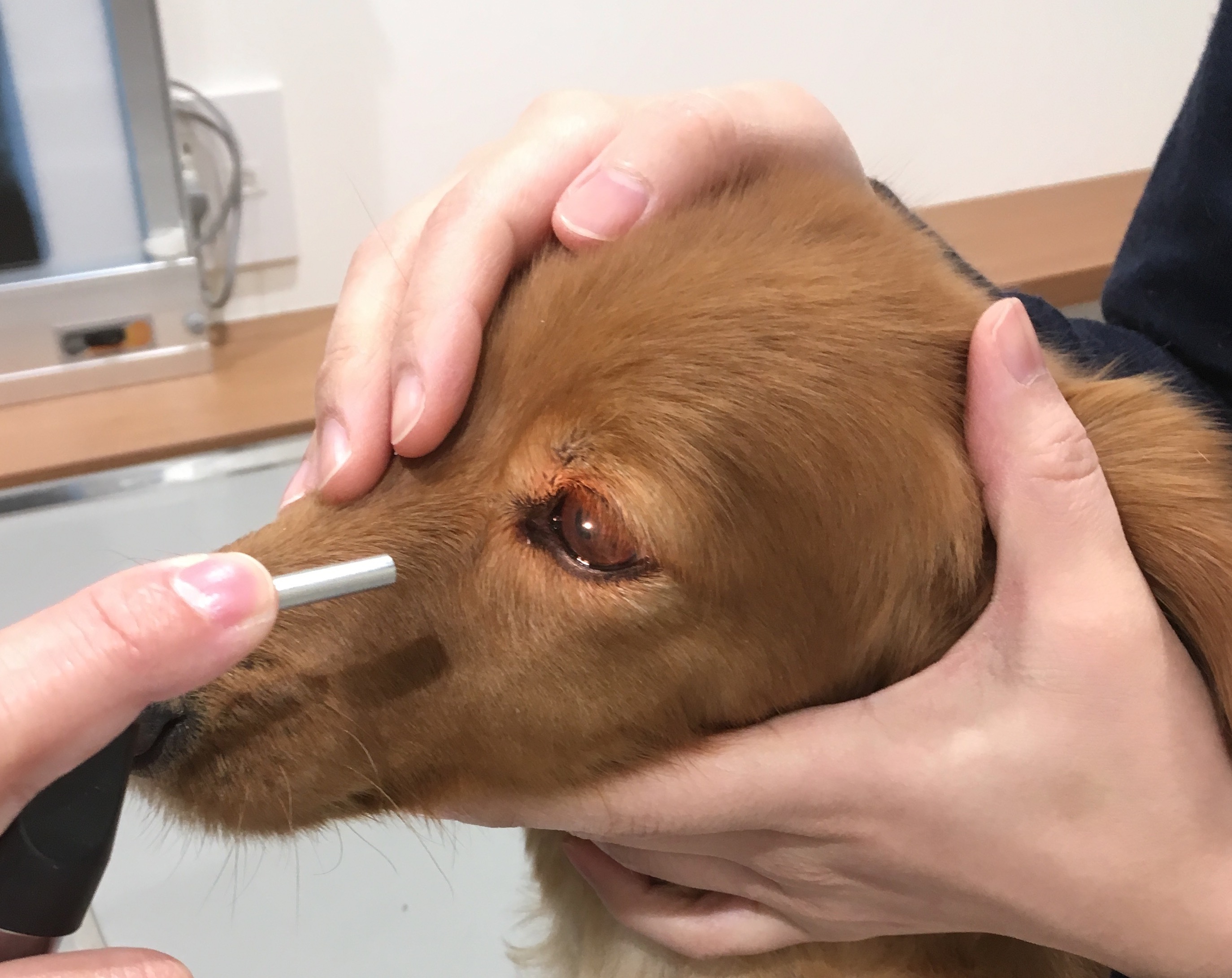 犬　眼科　専門　大阪