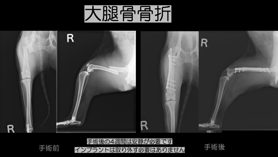 大阪　動物病院　パテラ　手術