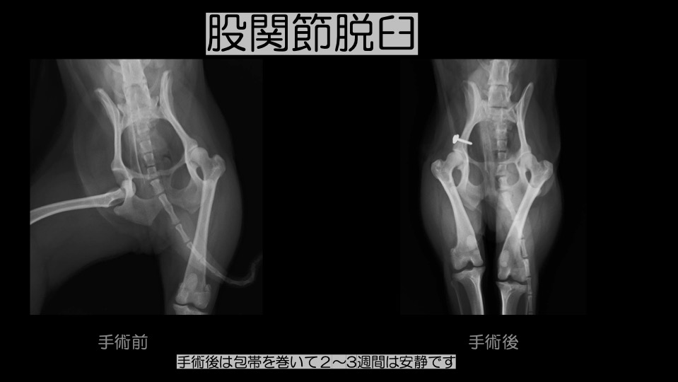 大阪　犬　猫　脱臼　手術