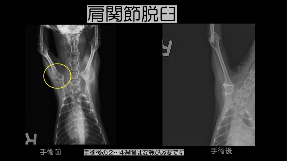 大阪　犬　猫　骨折　整形　手術